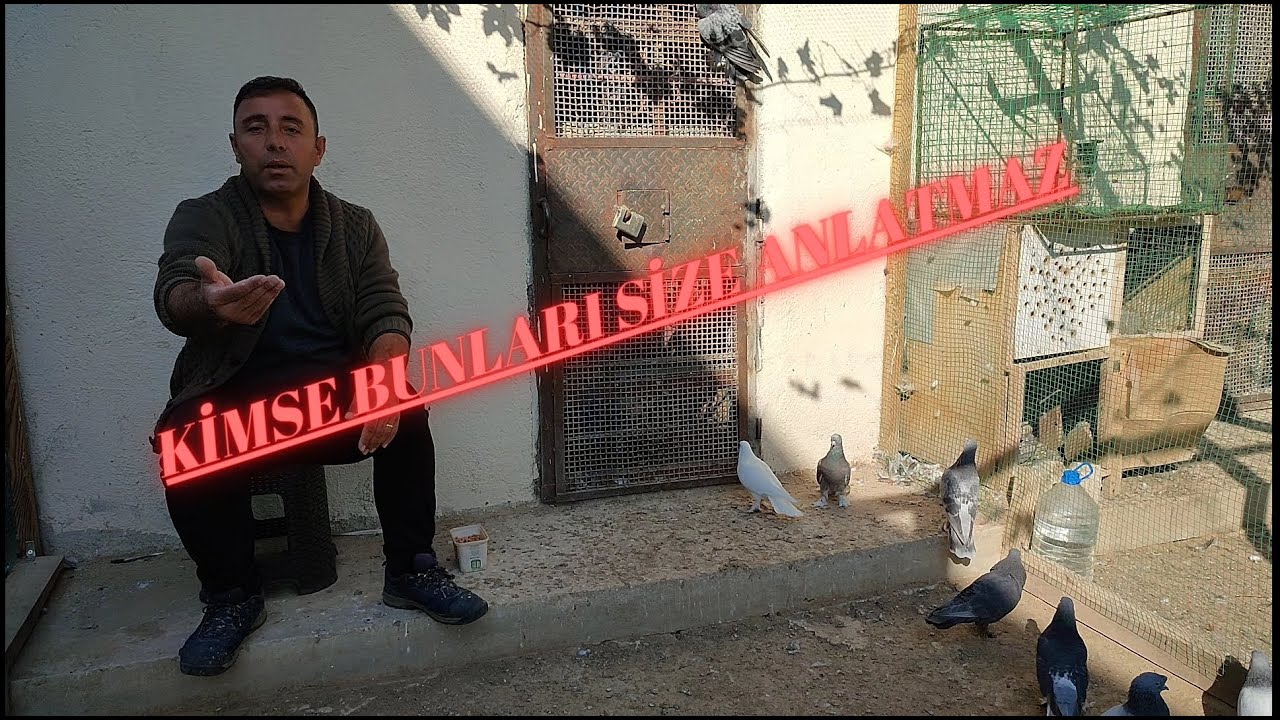 Kimse size anlatmaz! #oyunkuşu #güvercin hakkında Şok bilgiler!