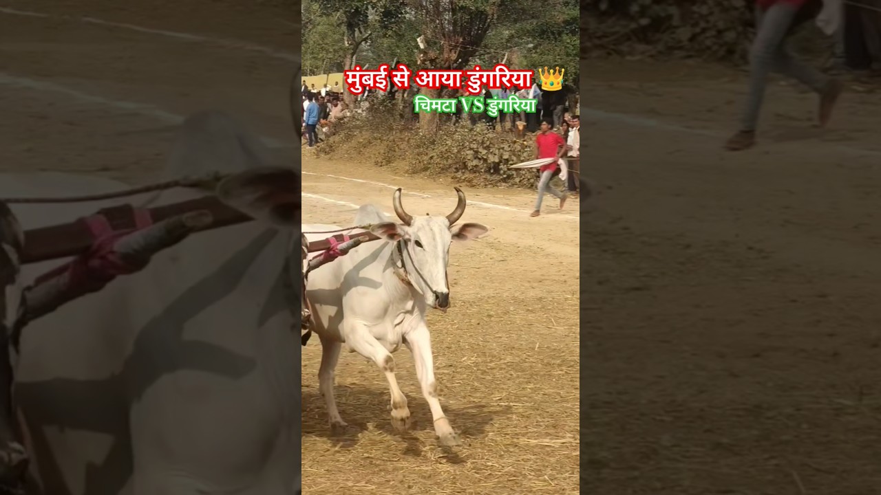 mp king डुंगरिया 👑 अजीम पटेल बिहिरिया डुंगरिया group ✌️ pat pratiyogita with ritik 🚩 ox bull 