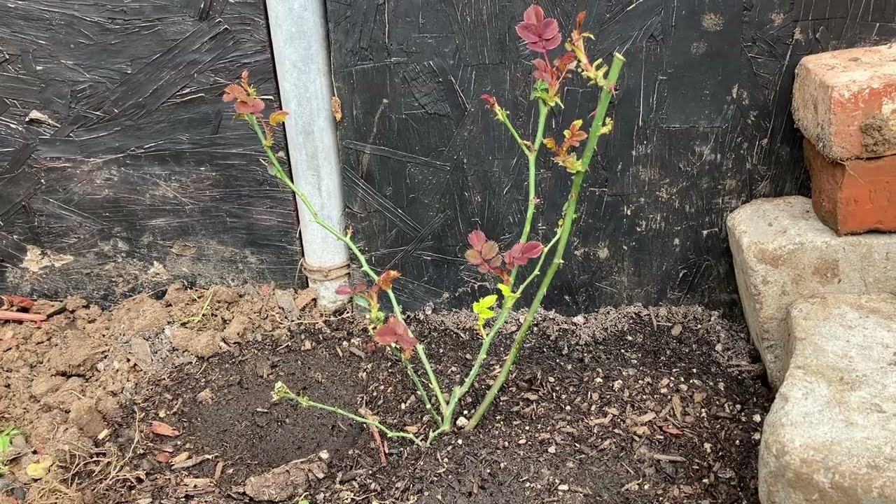 I Found My Own-Root Don Juan Climbing Rose at Heirloom Roses!