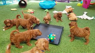 One more video - Bumble ball fun today!