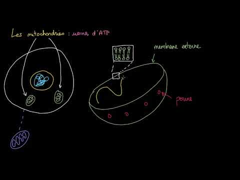 Vidéo: Où peut-on trouver des mitochondries ?