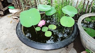 Making A Pond in a Pot | Build a Container Water Garden