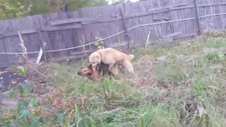 ⁣Алабой наказол немец убил алабай дети