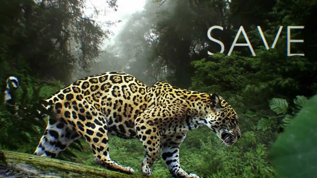 See Animals, Save Wildlife. At Seattle's Woodland Park Zoo - YouTube
