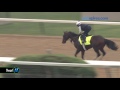 Shagaf gallops 5.4