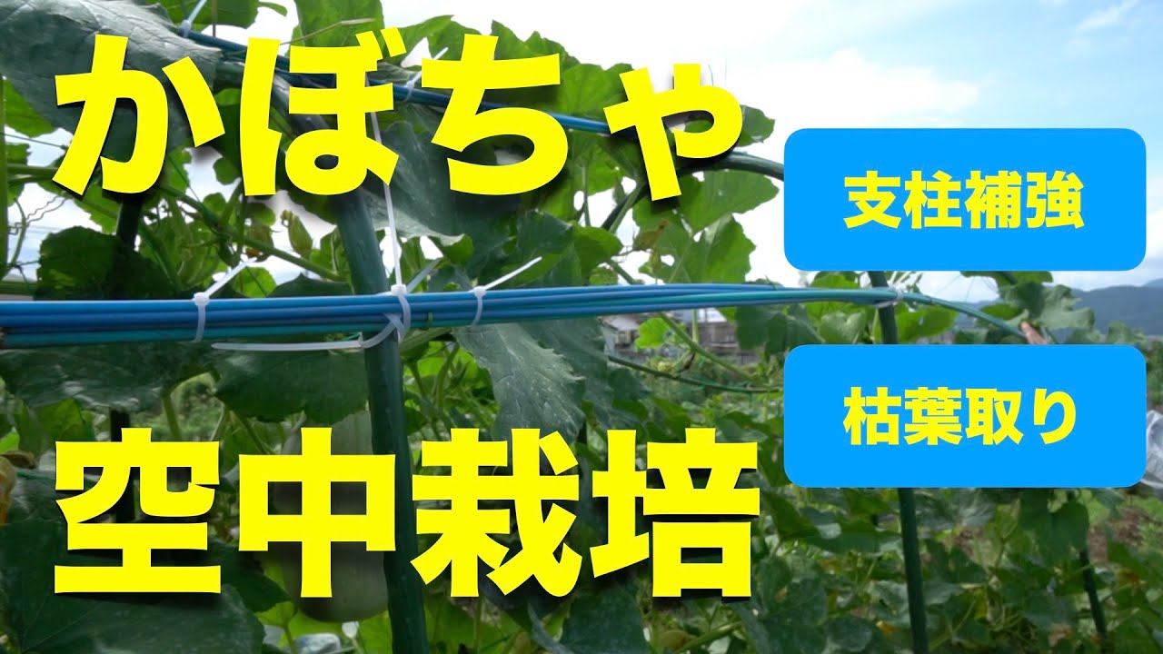 かぼちゃの育て方 日々のお手入れ編 空中栽培支柱補強 枯葉取り 金糸瓜 そうめんかぼちゃ Youtube