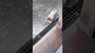 #gatos #gatoscallejeros #gatoslove