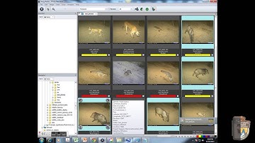Wildlife Camera Metadata Database (Part 1 - Data Entry)