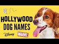 Top Dog Names -Best MOVIE Dog Names - Disney, Marvel, Hollywood Stars