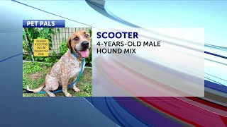 Pet Pals: St. Joseph Animal Shelter highlights a sweet dog named 'Scooter'