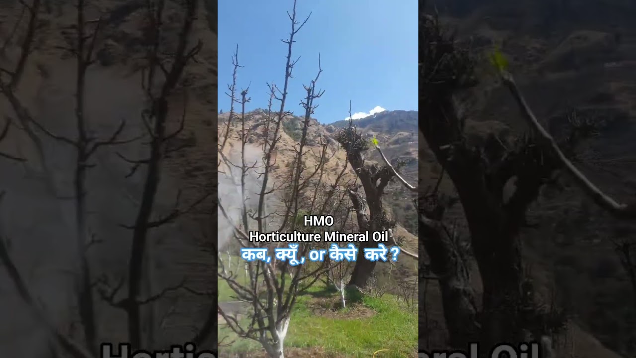 HMO Horticulture Mineral Oil 🛢 कब , क्यूँ , Or कैसे करे ? 