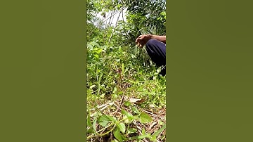 Harvesting cassava part 314 #shorts #farming #cassava #nature  #cassavaroots #cassavafarming