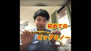 超大型ミノーエバーグリーンのストリームデーモンの紹介をします!