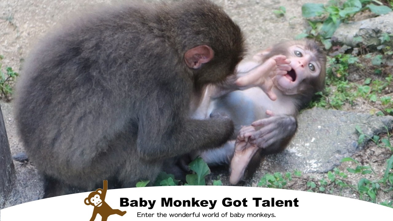 История воссоединения потерявшегося детеныша обезьяны с матерью【Финал】 / monpai monyet snow monkey