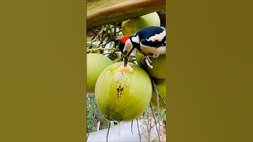 The funny woodpecker is drinking tender coconut water #woodpecker #birdvideos