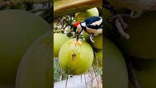 Download Lagu Burung pelatuk yang lucu ini sedang minum air kelapa muda #burungpelatuk #videoburung MP3