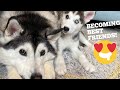 Huskies Finally Accept New Puppy Into The Family! [WITH CAPTIONS!!]