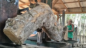 unexpected surprise while sawing curved teak logs at the sawmill