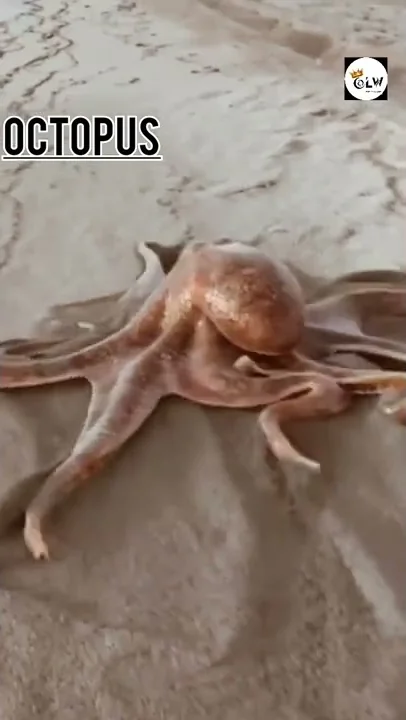 Latest Animal Octopus| Amazing Creative Super Smart| Animals| Near Sea| Official lovely world|