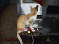 #fun4world #catfunny #lifeisbutadream #cat #catvideos #funny #goldenretreiver #funnycatvideos #cute
