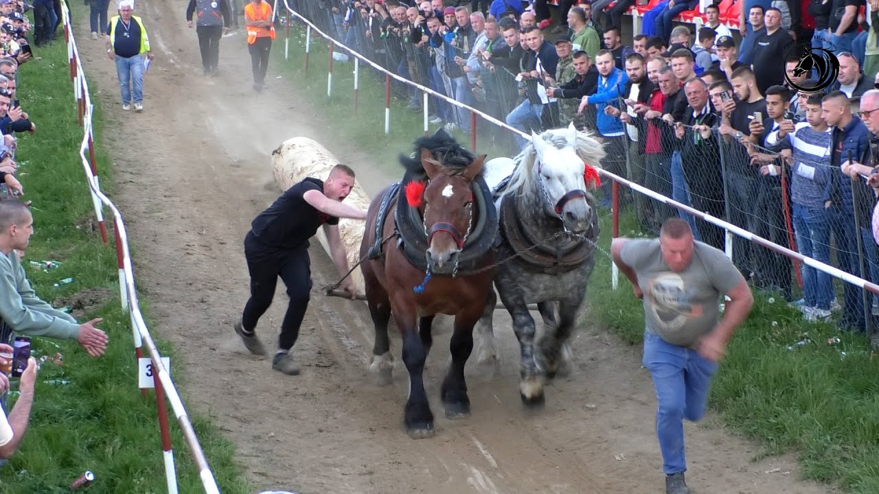 - MEDIĆ SA SULTANOM I CVJETKOM SRUŠIO TEŠKU KONKURENCIJU NA IZAČIĆU -