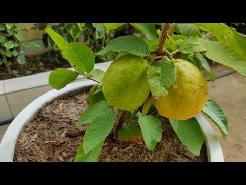 Vídeo: Você pode cultivar goiabas dentro de casa - dicas sobre como cuidar de goiabas dentro de casa