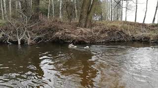 alaskan malamute swims through the river by Huncwot 2,389 views 5 years ago 38 seconds