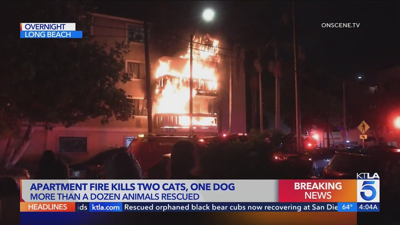 Multiple pets killed, residents displaced as flames engulf Long Beach apartment complex
