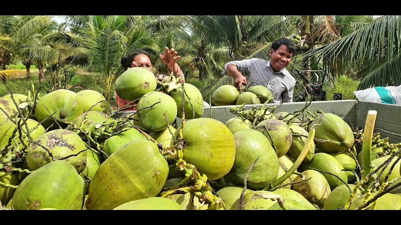 Coconut Farm Picking Up Coconut YouTube