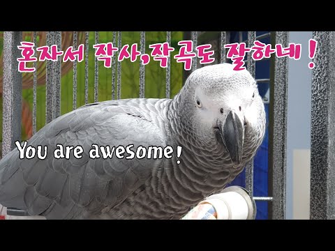 앵무새 너 IQ가 몇이냐?#연구대상 #앵무새 K-parrot [똘이뷰] Korean-gray parrot#shorts