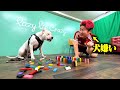 【ドッキリ】超苦手な犬が放し飼いされてる部屋でドミノさせてみたら絶叫悶絶wwww