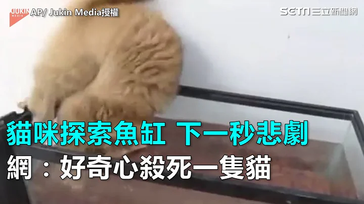 猫咪探索鱼缸下一秒悲剧　网：好奇心杀死一只猫｜三立新闻网SETN.com - 天天要闻