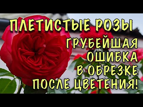 ГРУБЕЙШАЯ ОШИБКА, которая ЛИШАЕТ ВАС ЦВЕТОВ! Как ПРАВИЛЬНО обрезать ПЛЕТИСТЫЕ РОЗЫ после цветения