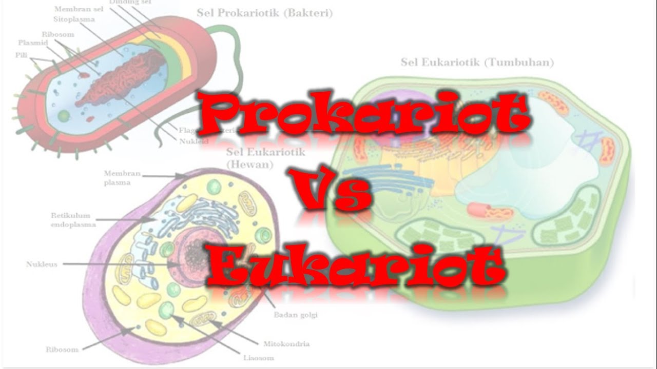 Prokariot va eukariot hujayralar. Eukariot Cell wtihout text PNG.
