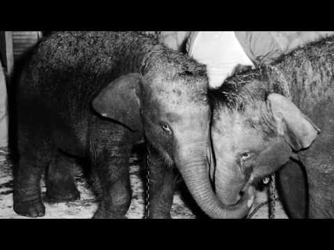 video:Lucky, America's Loneliest Elephant