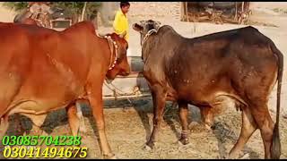 3 Pragnat Cow for sale by Khushi bahi