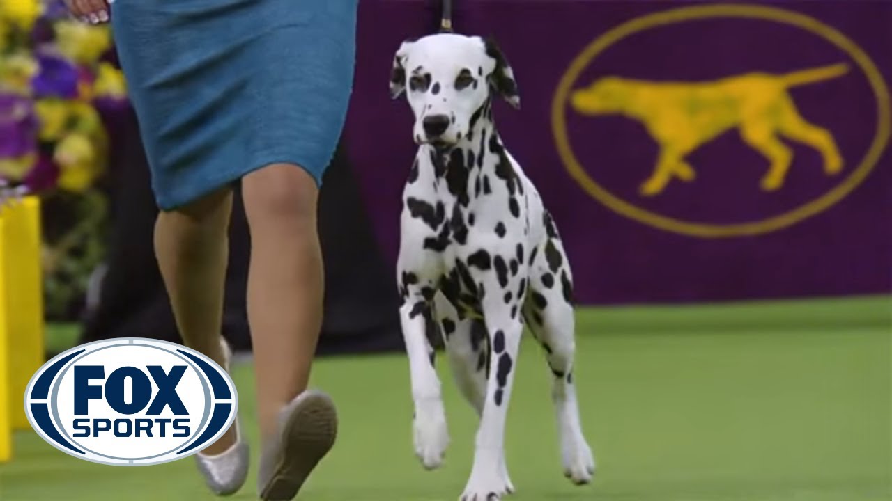 national dog show 2018 non sporting group