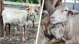 How Harmful is Sheep Shearing?