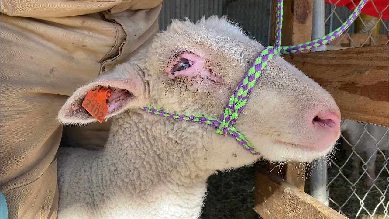 Pink Eye Treating Sheep & Goats with Pink Eye YouTube