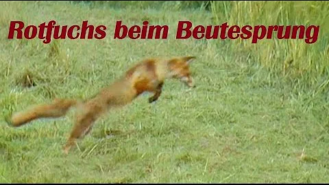 Wie findet der Fuchs seine Beute?