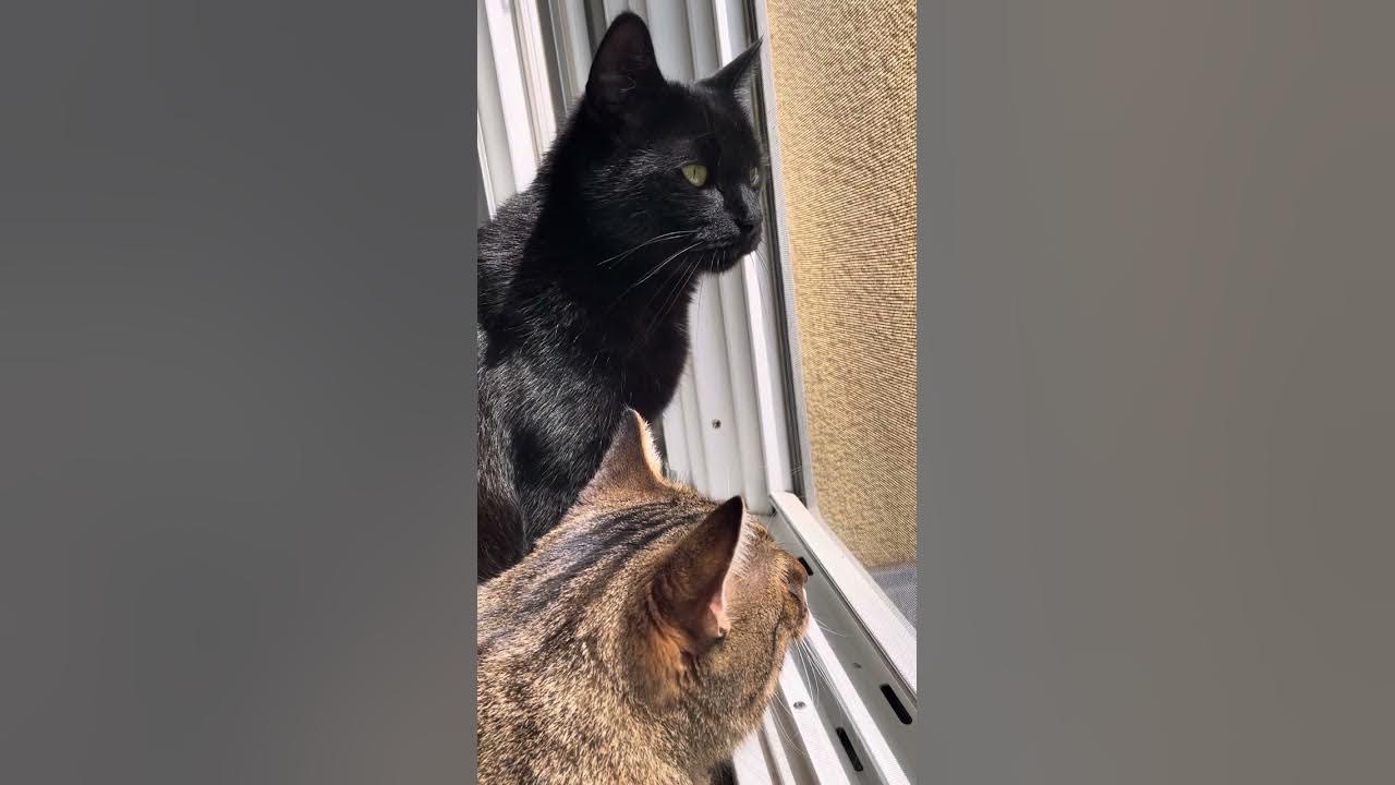 Neugierig Katzen beobachten die Nachbarn - YouTube