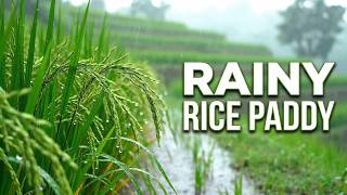 Heavy Raindrops on Rice Plants | 1 Hour Soft Nature Ambience for Sleep screenshot 4