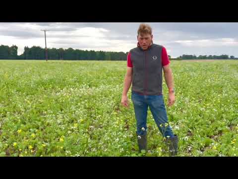 Why we grow cover crops on the farm