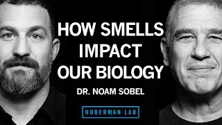 Dr. Noam Sobel: How Smells Influence Our Hormones, Health & Behavior | Huberman Lab Podcast