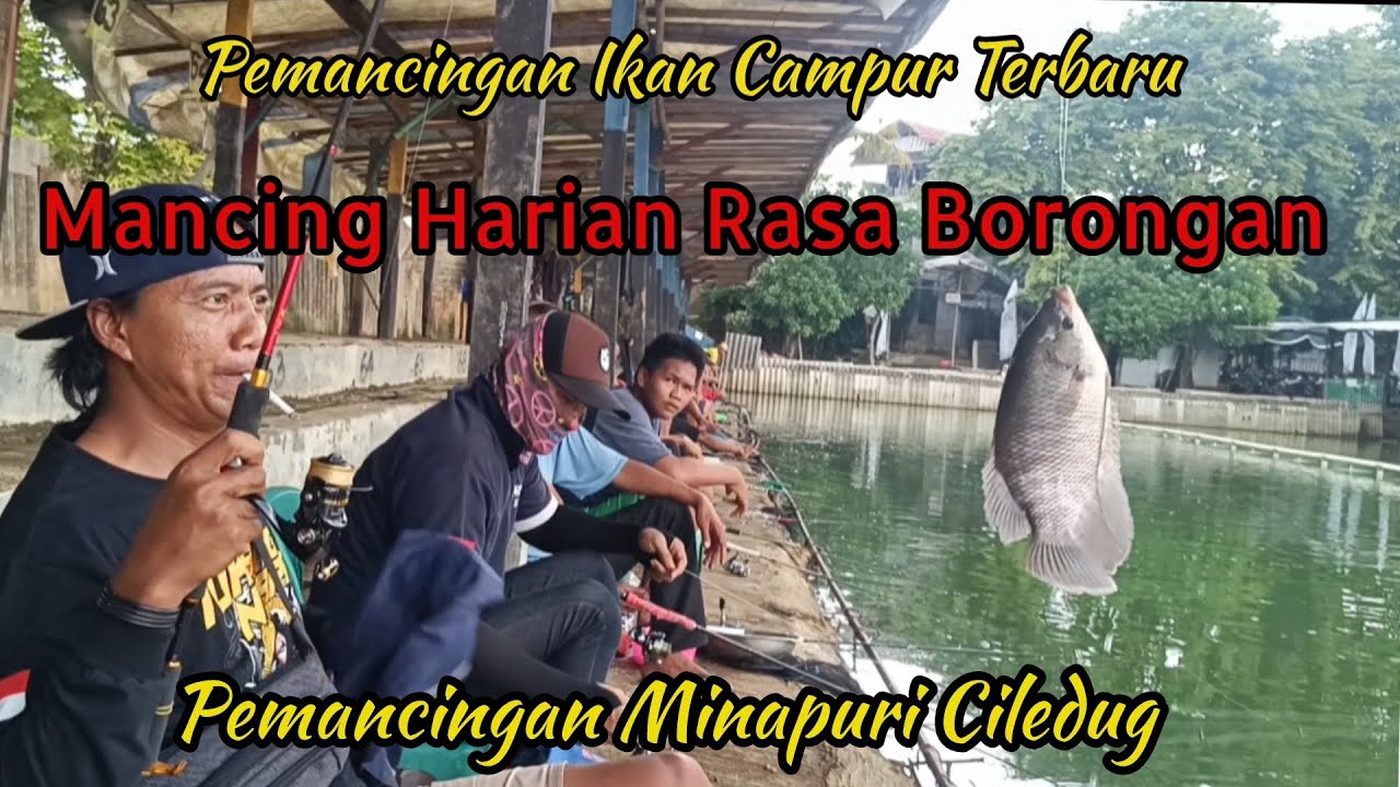 Mancing Harian Hasil Borongan || Pemancingan Ikan Campur Terbaru || Pemancingan Minapuri Ciledug