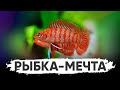 Аквариумная рыбка-мечта