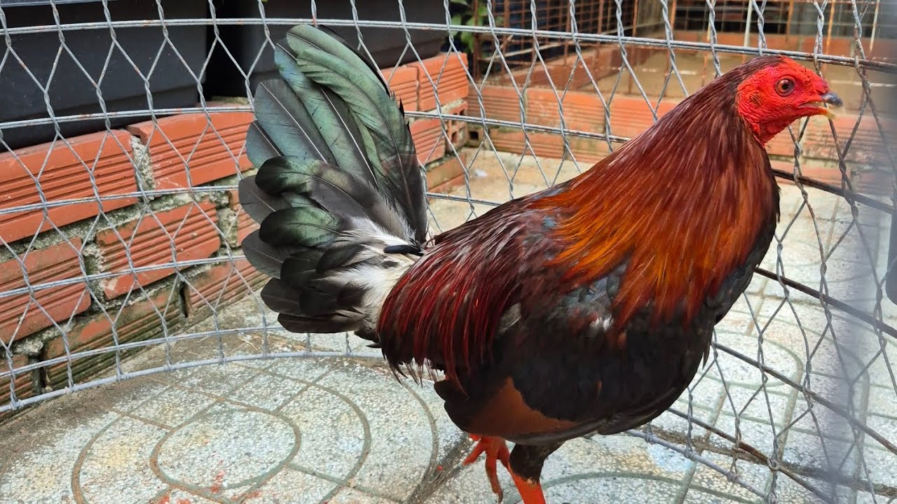 Tóp Gà Tre Asil Hatch / Cuban Mỹ Đón Tết / Mẽ Đầu Cần -TABT#0374-6888-BỐNBỐN