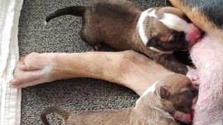 Tri-Color American Bully Puppies Available Bella X Oden 3 Days Old