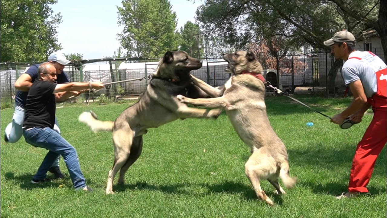 Kangal Kral Benim Dedi Olanlar Oldu Babasina Gosterdigi Saygiyi Kara Bogaya Gostermedi Kopek Youtube