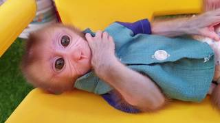 The Most Beautiful Aba Baby Monkey Sleep on the Chair Suck Thumb while Lori go to bed
